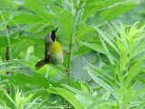 Paruline masque - Common Yellowthroat