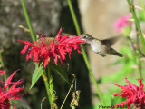 Colibri à gorge rubis - Ruby-throated Hummingbird
