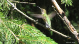 Colibri  gorge rubis - Ruby-throated Hummingbird