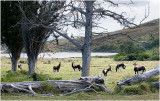 Bontebok