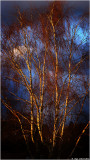 The Neighbours Birch Trees