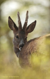 Roe deer - Reebok