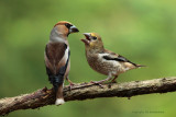 Appelvink - Hawfinch