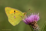 Oranje Luzernevlinder - Clouded Yellow