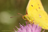 Oranje Luzernevlinder - Clouded Yellow