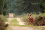 Ree - Roe Deer