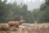 Edelhert - Red Deer