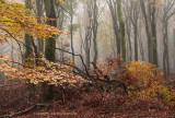 Beukenreservaat, herfst - Beech reserve, autumn 4 (van/of 4)