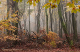 Beukenreservaat, herfst - Beech reserve, autumn 3 (van/of 4)