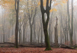 Beukenreservaat, herfst - Beech reserve, autumn 1 (van/of 4)
