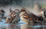 Huismus - House Sparrow