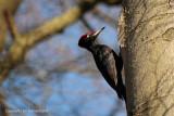 Zwarte specht - Black Woodpecker