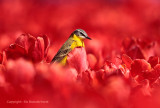 Gele kwikstaart - Yellow Wagtail