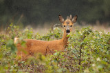 Ree - Roe Deer