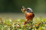 Gekraagde roodstaart - Common Redstart