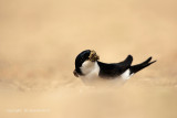 Huiszwaluw - House Martin