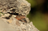 Muurhagedis - Wall Lizard