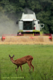 Ree met maaidorser - Roe Deer