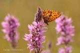 Zilveren maan - Small Pearl-bordered Fritillary