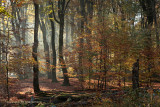 Beukenbos - Beech forest