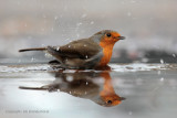 Roodborst - Robin