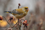 Groenling - Greenfinch