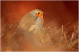 Roodborst - Robin