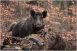 Wild zwijn - Wild Boar