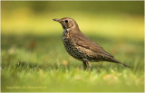 Zanglijster - Song Thrush