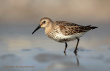 Bonte strandloper