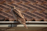 Sperwer - Sparrowhawk