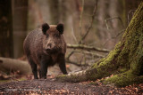 Wild zwijn - Wild Boar