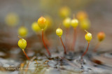 Beekstaartjesmos - Fountain Apple-moss