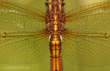 Beekoeverlibel - Keeled Skimmer