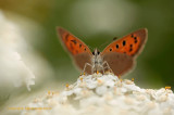 Small Copper - Kleine vuurvlinder