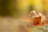 Prachtmycena