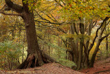 Herfstkleur - Autumn