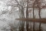 Brook, fog - Beek, mist