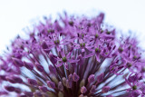 Alium