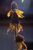 Rudbeckia Maxima