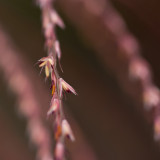 Miscanthus sinensis Strictus