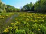 Marsh in bloom