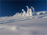 Ptarmigan trail