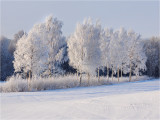 White brushes