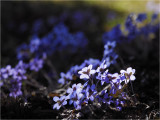 Blue Anemones