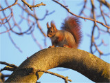 Sciurus vulgaris