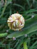 Night blooming cactus