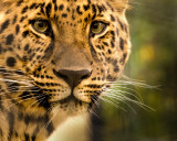 Mammals