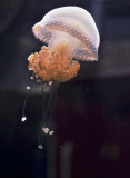 Jellies from Shedd in Chicago