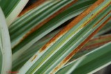 _DSC0783.jpg
